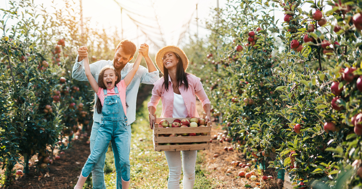 family picking apples